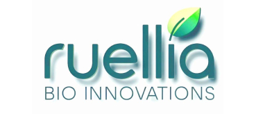 Ruellia